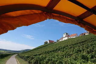 Frühlingserwachen in den Weinbergen | © Weingut Weiberle
