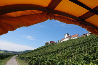 Frühlingserwachen in den Weinbergen | © Weingut Weiberle