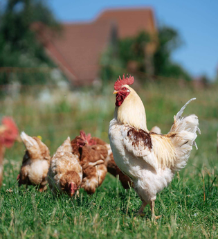 Frühstück auf dem Bauernhof - Gaggstatt´s Waldeck | © TMBW