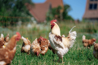 Frühstück auf dem Bauernhof - Gaggstatt´s Waldeck | © TMBW