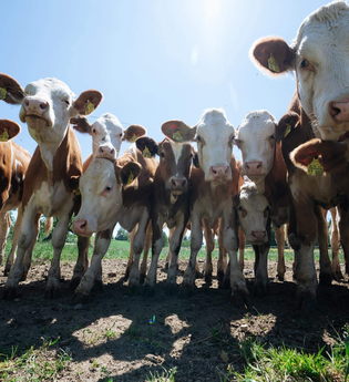 Frühstück auf dem Bauernhof - Jagsttalranch Großforst | © TMBW