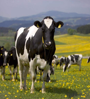 Frühstück auf dem Bauernhof - Lädle im Riegenhof | © TMBW