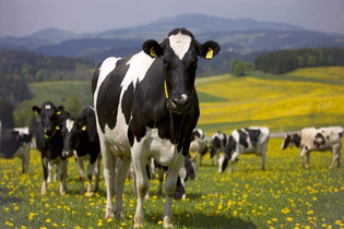 Frühstück auf dem Bauernhof - Lädle im Riegenhof | © TMBW