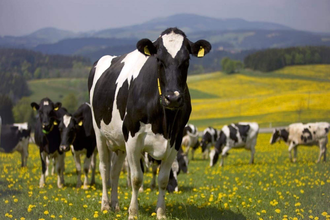 Frühstück auf dem Bauernhof - Lädle im Riegenhof | © TMBW