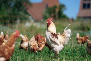 Frühstück auf dem Bauernhof - Naturhof Engel | © TMBW