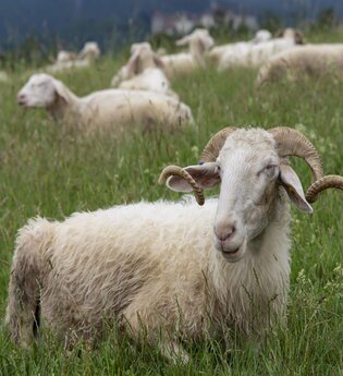 Frühstück auf dem Bauernhof - Solawi Völkleswaldhof | © TMBW