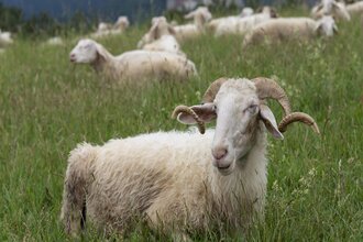 Frühstück auf dem Bauernhof - Solawi Völkleswaldhof | © TMBW