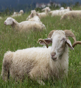Frühstück auf dem Bauernhof - Solawi Völkleswaldhof | © TMBW