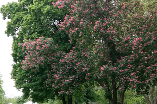 Führung "Baumbegegnungen" | © Kurverwaltung Bad Mergentheim