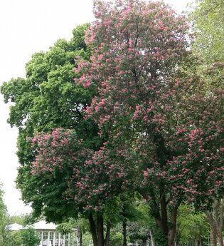 Führung "Baumbegegnungen" | © Kurverwaltung Bad Mergentheim