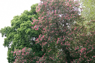 Führung "Baumbegegnungen" | © Kurverwaltung Bad Mergentheim