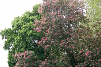 Führung "Baumbegegnungen" | © Kurverwaltung Bad Mergentheim