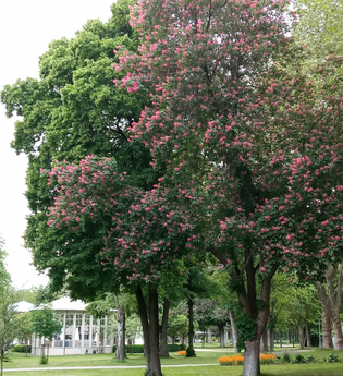 Führung zum Tag des Baumes | © Kurverwaltung Bad Mergentheim