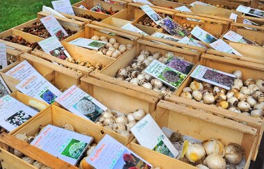 Blumenzwiebeln der Sorte nach sortiert | © BTB Bad Rappenau