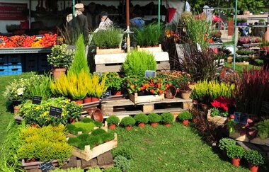 Grüne Gewächse für den Garten | © BTB Bad Rappenau
