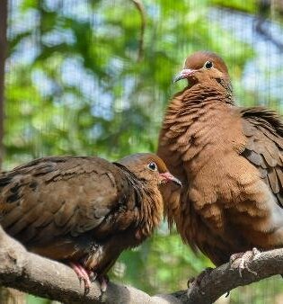Gefiederte Raritäten im Zoo Heidelberg (Themenführung - Erwachsene)