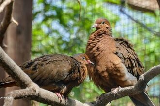 Gefiederte Raritäten im Zoo Heidelberg (Themenführung - Erwachsene)