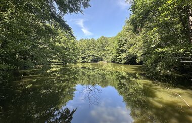 Waldsee Bad Rappenau | © Stadt Bad Rappenau