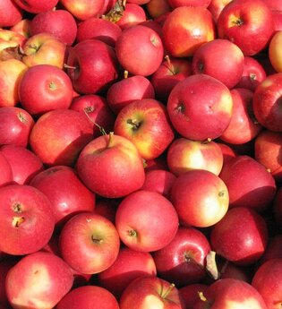 Viele rote Äpfel