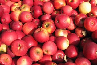 Viele rote Äpfel