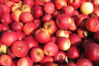 Viele rote Äpfel