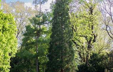 Geheimnisse des Alten Friedhofs