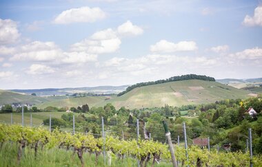 Genussabend im Weinberg