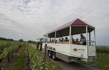 Rother Theo | Planwagen- und Weinbergrundfahrten | Brackenheim | © Weingärtner Stromberg-Zabergäu