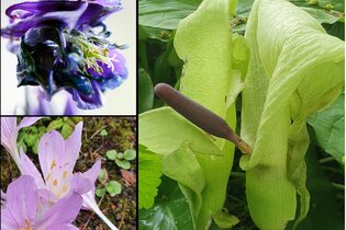 Giftige Pflanzen | © Natur- und Landschaftsführer Hohenlohe e.V.