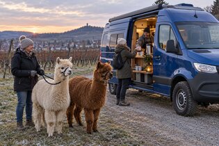 Glühweinwanderung durch die Weinberge von Ensingen. Ausschank von Glühwein an meinem Camper.