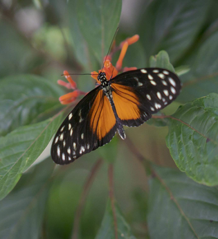 Harfe & Literatur Picknickkonzert im Hofgarten | © TMBW