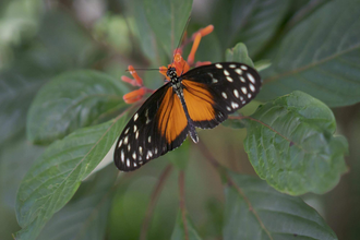 Harfe & Literatur Picknickkonzert im Hofgarten | © TMBW