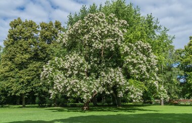 Heilbronn erleben - Vom Pfuhl zur Parkoase - Der Pfühlpark