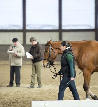 Pferdeprämierung | © Heilbronn Marketing GmbH
