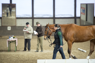 Pferdeprämierung | © Heilbronn Marketing GmbH