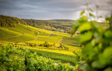 Heilbronner Tag der offenen Weingüter