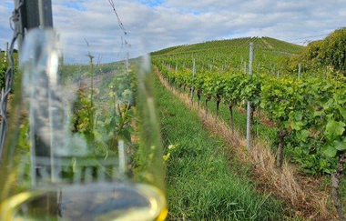 Heilbronner Tag der offenen Weingüter