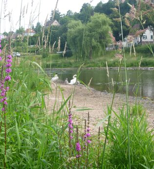 Heilkräftiges zwischen Dürrmenz und Löffelstelz  - morgendlicher Kräuterspaziergang