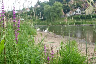 Heilkräftiges zwischen Dürrmenz und Löffelstelz  - morgendlicher Kräuterspaziergang