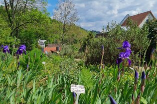 Heilpflanzengarten
