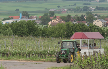 Herbstweinfest der Weingärtner Stromberg-Zabergäu | © Weingärtner Stromberg-Zabergäu
