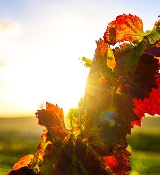 Weinrebe im Gegenlicht der Sonne
