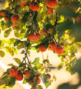 Rote Äpfel hängen am Baum im Abendlicht | © Touristikgemeinschaft Hohenlohe e. V. | Andi Schmid