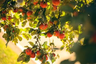 Rote Äpfel hängen am Baum im Abendlicht | © Touristikgemeinschaft Hohenlohe e. V. | Andi Schmid