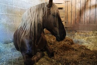 Herbstpferdemarkt in Dörzbach | © TMBW