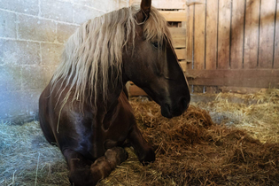 Herbstpferdemarkt in Dörzbach | © TMBW