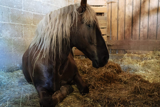Herbstpferdemarkt in Dörzbach | © TMBW