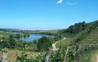 Katzenbeißer Steillagen am Neckar bei Lauffen | HeilbronnerLand | © Touristikgemeinschaft HeilbronnerLand