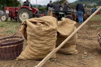 zwei gefüllte Kartoffelsäcke und eine Harke. Im Hintergrund ein Traktor und Personen