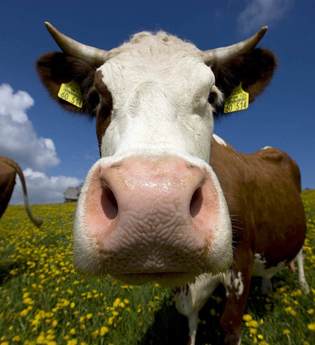 Hofeinblick! Nur Geduld - mit der Zeit wird aus Gras Milch! | © TMBW